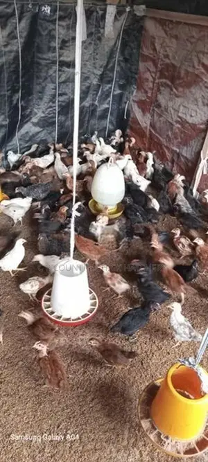 1 1/2 மாத கோழி குஞ்சு