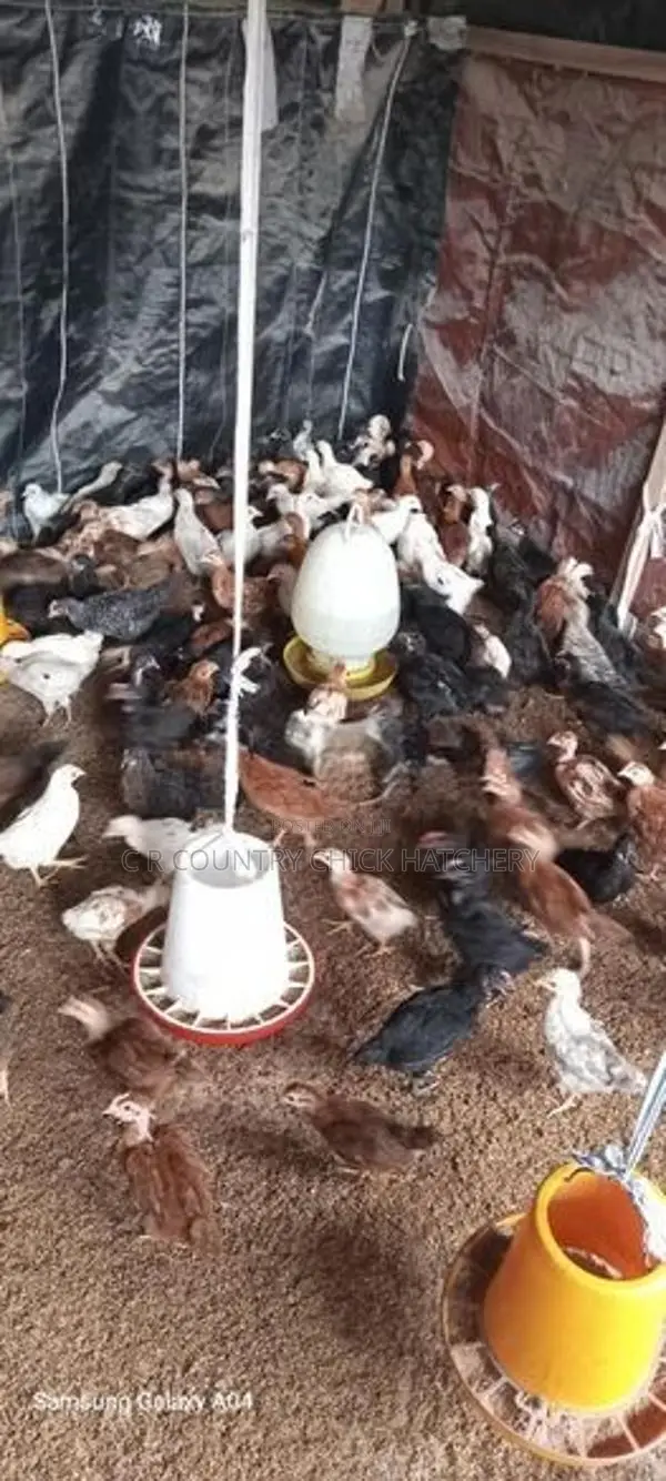 1 1/2 மாத கோழி குஞ்சு