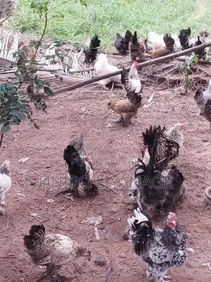 Boot Bantam Chicken