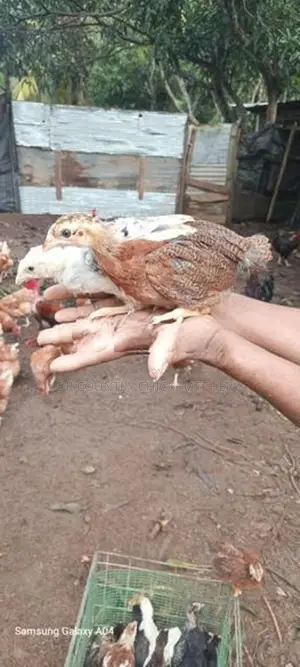 1 1/2 மாத கோழி குஞ்சு