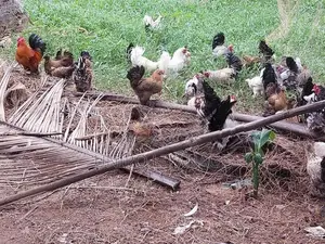 Boot Bantam Chicken