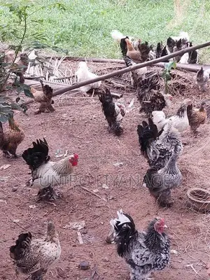 Boot Bantam Chicken