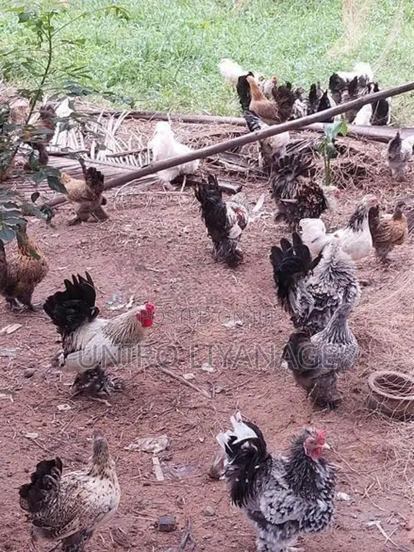 Boot Bantam Chicken