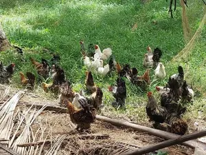 Boot Bantam Chicken