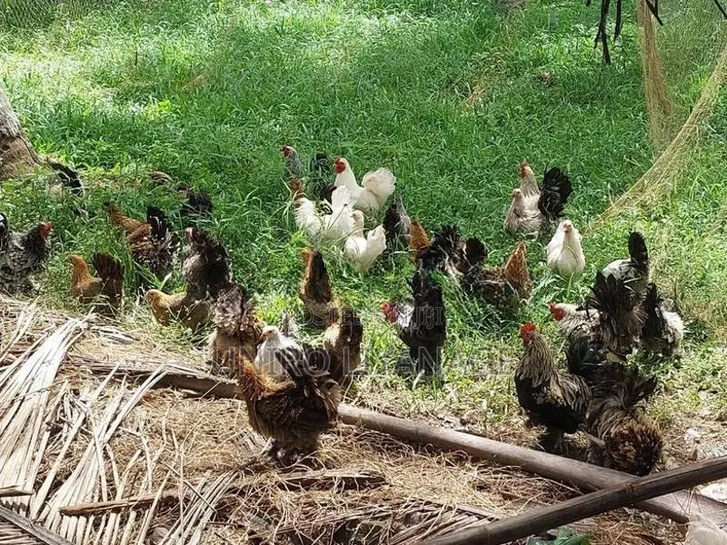 Boot Bantam Chicken