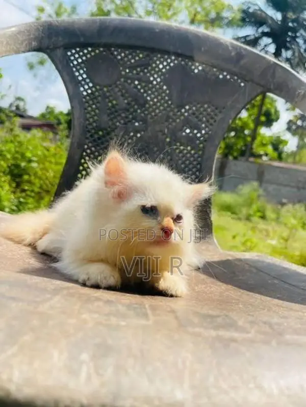 Persian Kittens