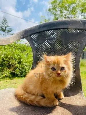 Persian Kittens
