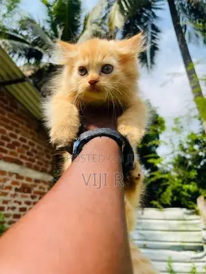 Persian Kittens