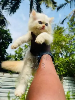 Persian Kittens