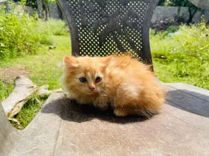 Persian Kittens
