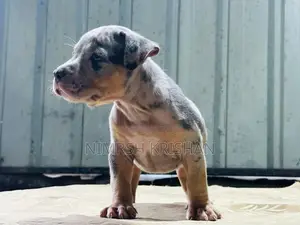 American Bully Puppy