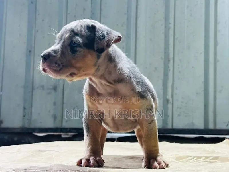 American Bully Puppy