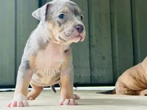 American Bully Puppy