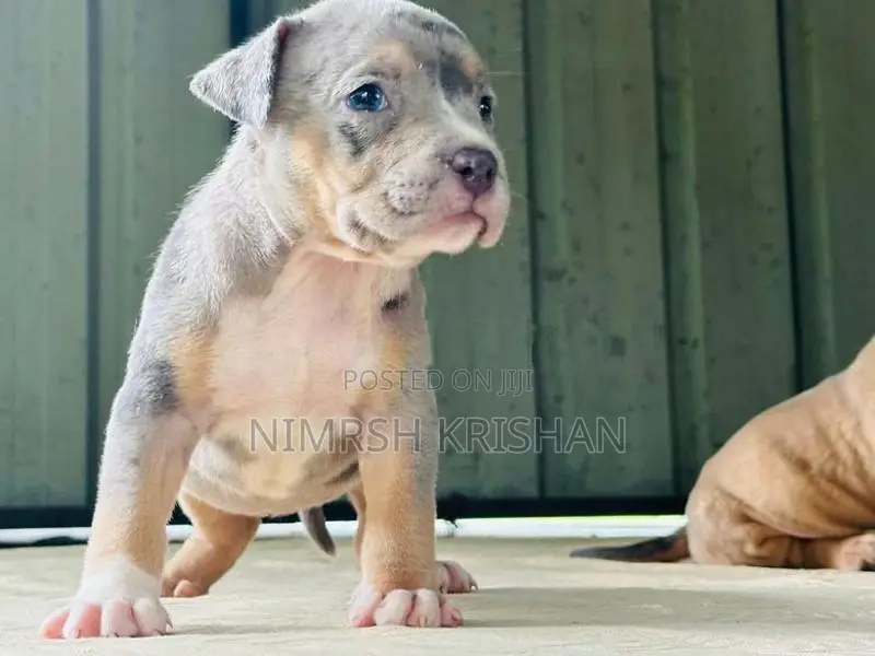 American Bully Puppy