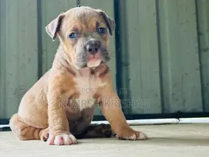 American Bully Puppy