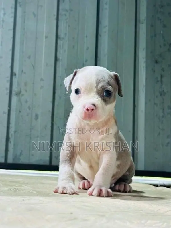 American Bully Puppy