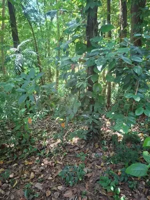 Land for Sale in Kandy