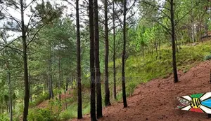 Land for Sale in Ella