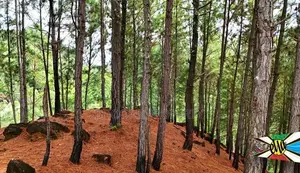 Land for Sale in Ella