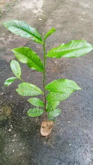 තේ පැළ