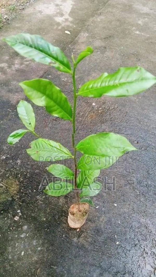 තේ පැළ