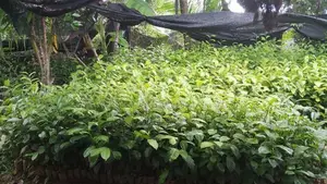 තේ පැළ