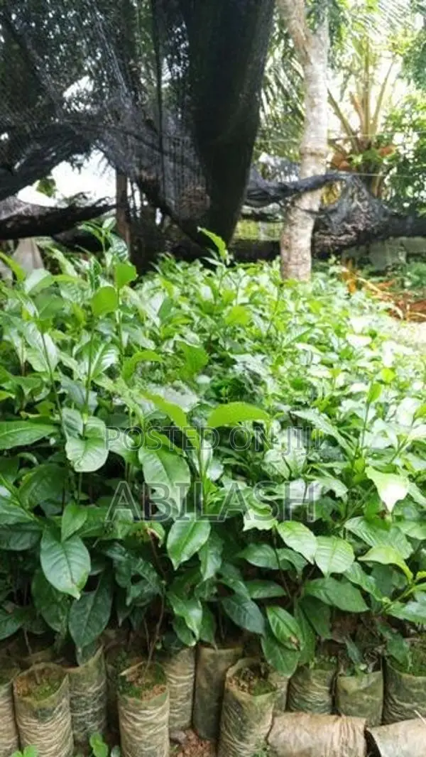 තේ පැළ