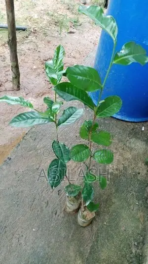 තේ පැළ
