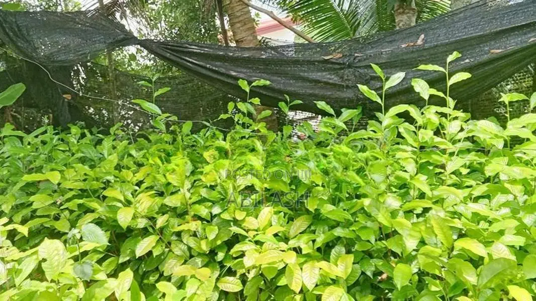 තේ පැළ