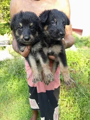 Germen Shepherd Puppy