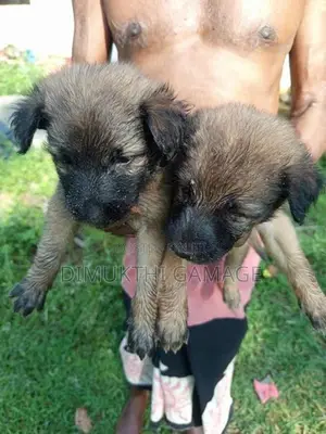 Germen Shepherd Puppy