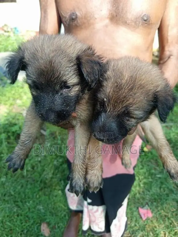 Germen Shepherd Puppy