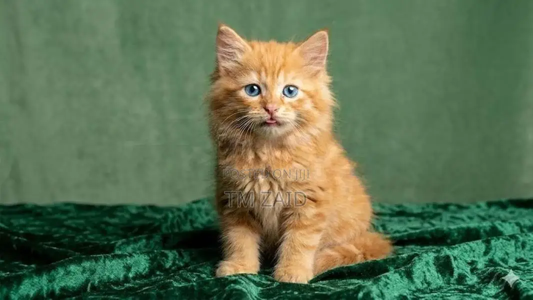 Persian Cat