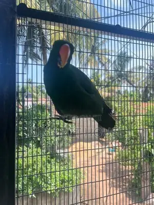 Eclectus Parrot