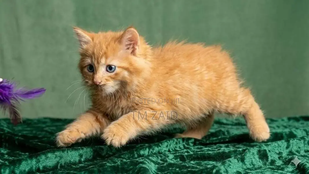 Persian Cat