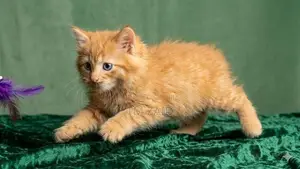 Persian Cat