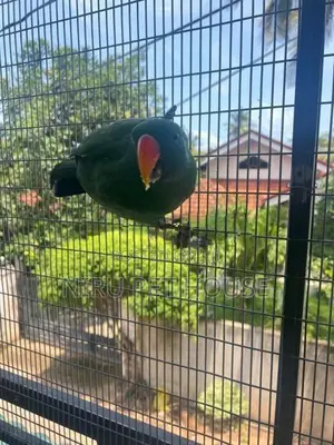 Eclectus Parrot
