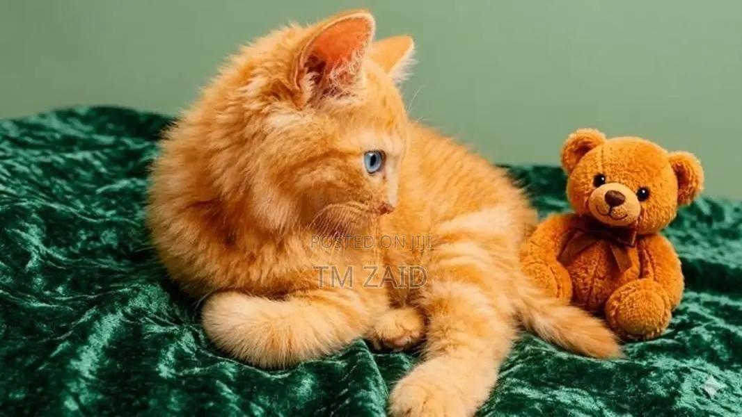 Persian Cat