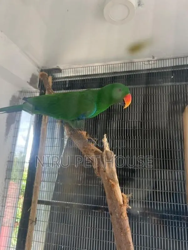 Eclectus Parrot