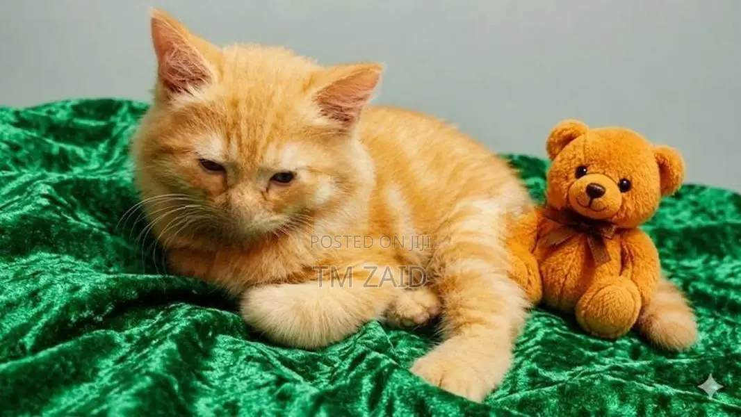 Persian Cat