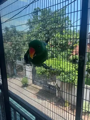 Eclectus Parrot