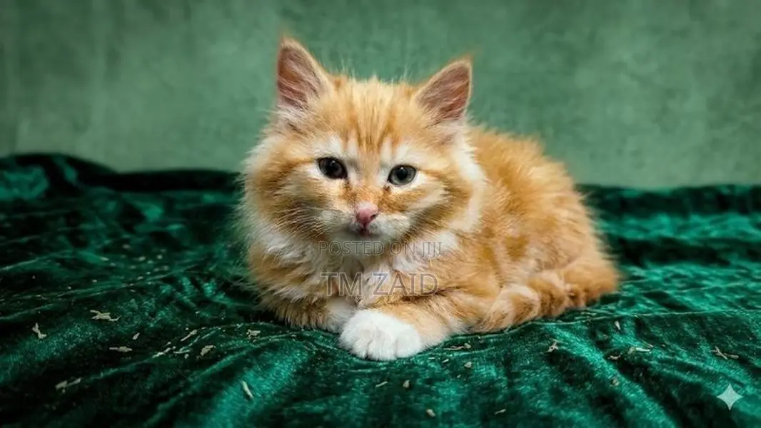 Persian Cat