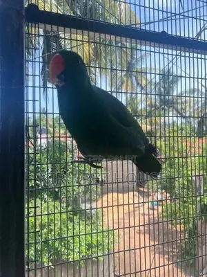 Eclectus Parrot