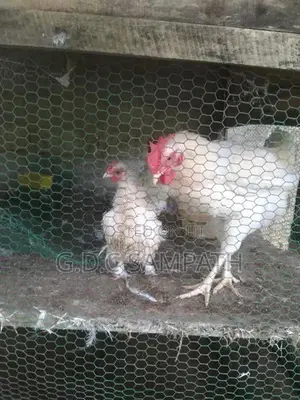 බෙන්ටෙන් කිකිලියි කුකුලයි