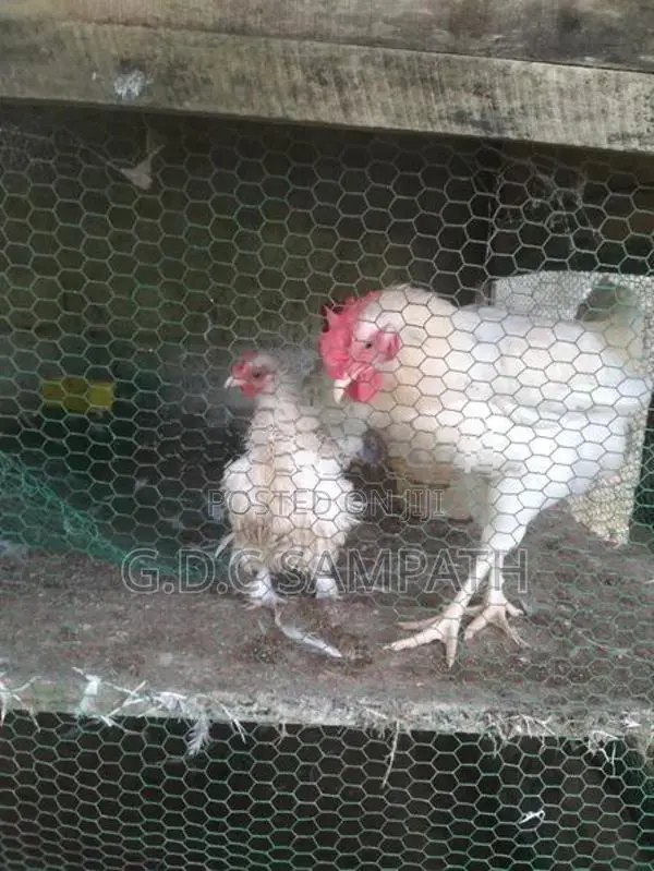 බෙන්ටෙන් කිකිලියි කුකුලයි