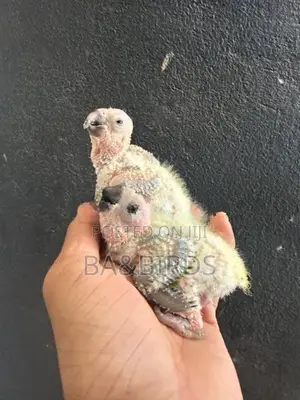 Black Cap Conner Chick