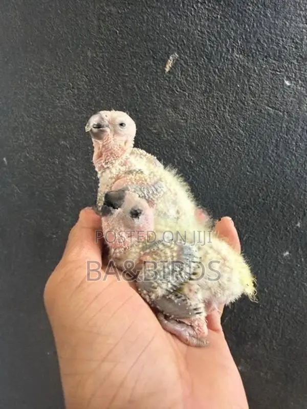 Black Cap Conner Chick