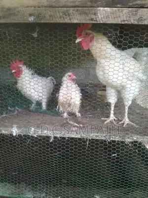 බෙන්ටෙන් කිකිලියි කුකුලයි