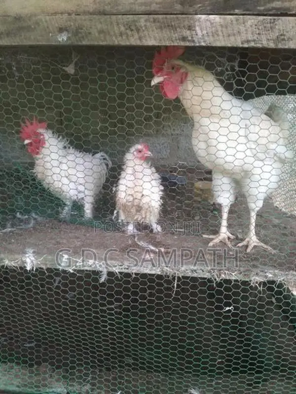 බෙන්ටෙන් කිකිලියි කුකුලයි