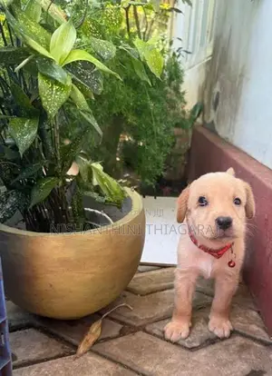 Labrador Puppies